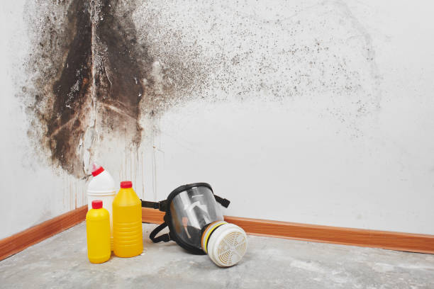 Best Mold Damage Repair  in Henderson, NC
