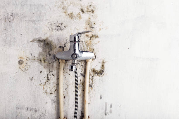 Best Emergency Mold Removal  in Henderson, NC