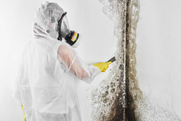 Mold Testing and Removal in Henderson, NC