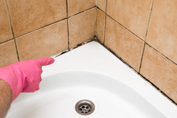 Best Mold Removal Near Me  in Henderson, NC