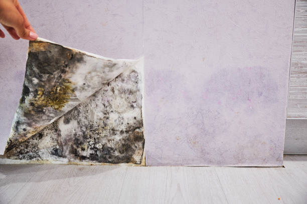  Henderson, NC Mold Removal Pros